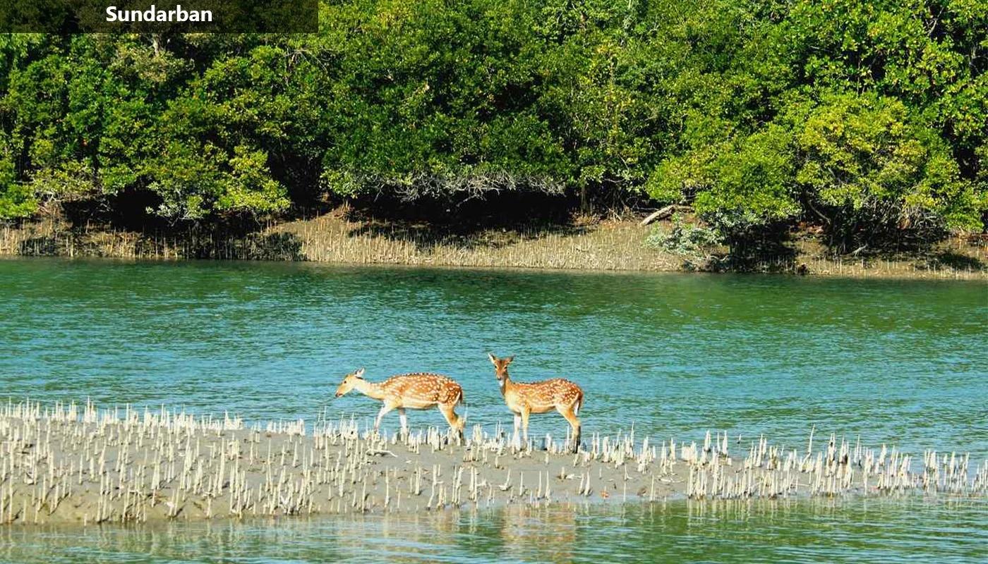 Explore the Untamed Beauty of the Sundar