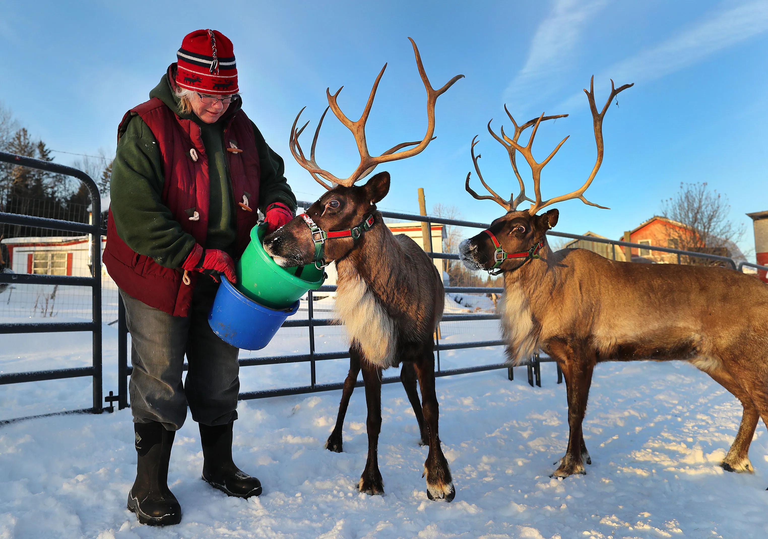 Reindeer Rental Missouri and Live Nativi